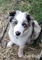 Benji, a male Border Collie for sale in Churubusco, IN – Photo 9 of 9