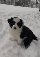 Benji, a male Border Collie for sale in Churubusco, IN – Photo 3 of 9