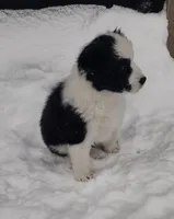 Benji, a male Border Collie for sale in Churubusco, IN – Photo 5 of 9