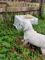 Lady, a female Puggle for sale in Medford, WI – 9 of 10