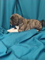 Dobs, a male Puggle for sale in Medford, WI – 5 of 10