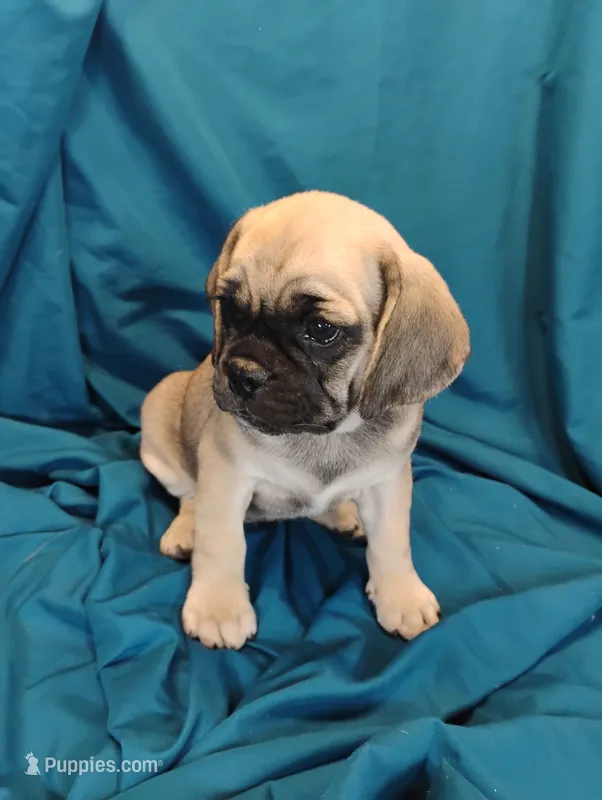 Isabella – Puggle puppy for sale in Medford, WI