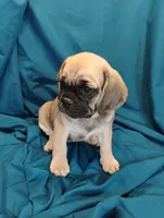 Isabella, a female Puggle for sale in Medford, WI – 1 of 10