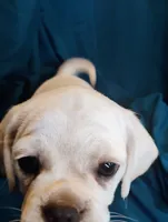 Lady, a female Puggle for sale in Medford, WI – 8 of 10