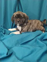 Dobs, a male Puggle for sale in Medford, WI – 3 of 10