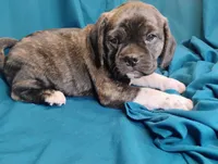 Dobs, a male Puggle for sale in Medford, WI – 7 of 10