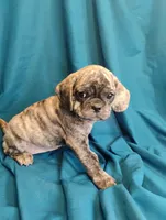 Eleanor, a female Puggle for sale in Medford, WI – 5 of 10
