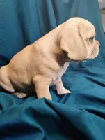 Gracie, a female Puggle for sale in Medford, WI – 3 of 6
