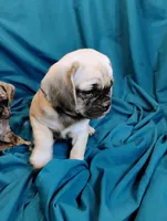 Isabella, a female Puggle for sale in Medford, WI – 4 of 10