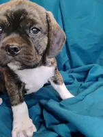 Dobs, a male Puggle for sale in Medford, WI – 8 of 10