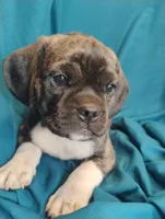 Dobs, a male Puggle for sale in Medford, WI – 6 of 10
