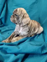 Eleanor, a female Puggle for sale in Medford, WI – 7 of 10
