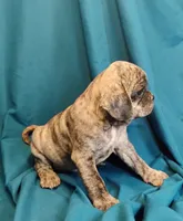 Eleanor, a female Puggle for sale in Medford, WI – 2 of 10