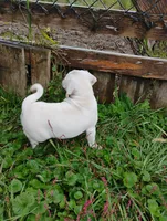 Lady, a female Puggle for sale in Medford, WI – 10 of 10