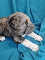 Dobs, a male Puggle for sale in Medford, WI – 9 of 10