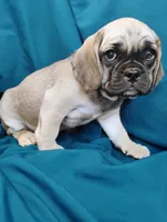 Isabella, a female Puggle for sale in Medford, WI – 10 of 10