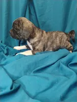 Dobs, a male Puggle for sale in Medford, WI – 4 of 10
