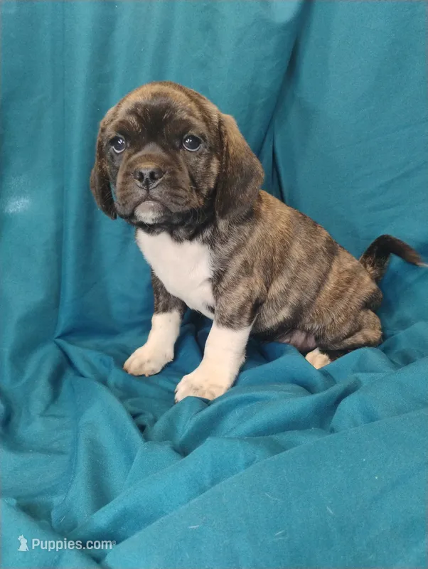 Dobs – Puggle puppy for sale in Medford, WI