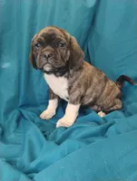 Dobs, a male Puggle for sale in Medford, WI – 1 of 10
