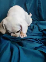 Lady, a female Puggle for sale in Medford, WI – 4 of 10