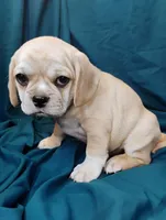 Gracie, a female Puggle for sale in Medford, WI – 6 of 6