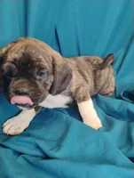 Dobs, a male Puggle for sale in Medford, WI – 2 of 10