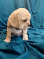 Gracie, a female Puggle for sale in Medford, WI – 5 of 6