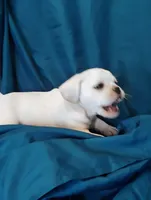 Lady, a female Puggle for sale in Medford, WI – 9 of 10