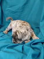 Eleanor, a female Puggle for sale in Medford, WI – 10 of 10