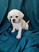 Lady, a female Puggle for sale in Medford, WI – 7 of 10