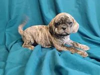 Eleanor, a female Puggle for sale in Medford, WI – 8 of 10