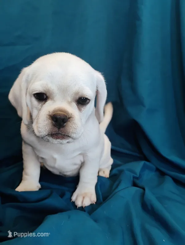 Lady – Puggle puppy for sale in Medford, WI