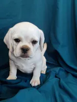 Lady, a female Puggle for sale in Medford, WI – 1 of 10