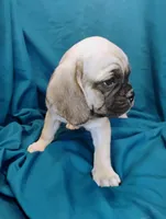 Isabella, a female Puggle for sale in Medford, WI – 8 of 10
