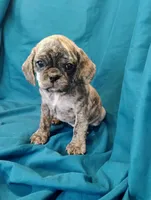 Eleanor, a female Puggle for sale in Medford, WI – 6 of 10