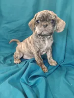 Eleanor, a female Puggle for sale in Medford, WI – 9 of 10