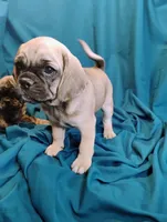 Isabella, a female Puggle for sale in Medford, WI – 7 of 10