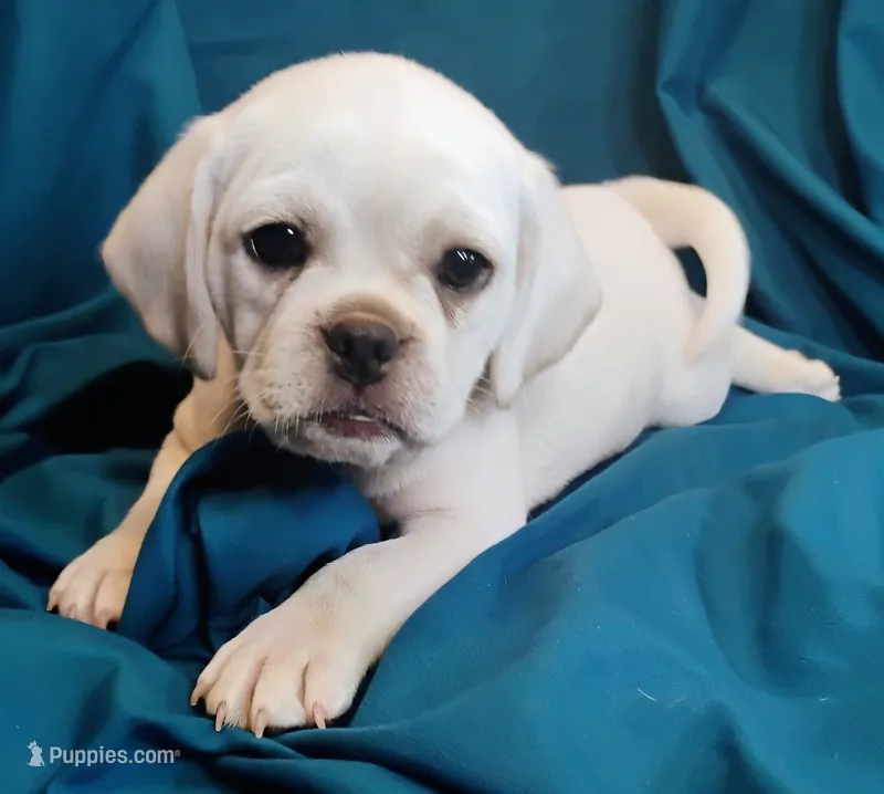 Lady – Puggle puppy for sale in Medford, WI