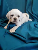 Lady, a female Puggle for sale in Medford, WI – 2 of 10