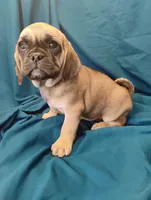 Isabella, a female Puggle for sale in Medford, WI – 6 of 10
