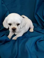 Lady, a female Puggle for sale in Medford, WI – 5 of 10