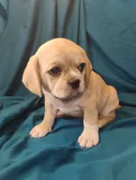 Gracie, a female Puggle for sale in Medford, WI – 2 of 6