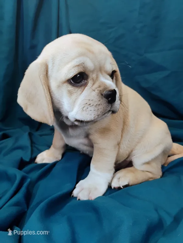 Gracie – Puggle puppy for sale in Medford, WI