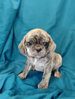 Eleanor, a female Puggle for sale in Medford, WI – 4 of 10