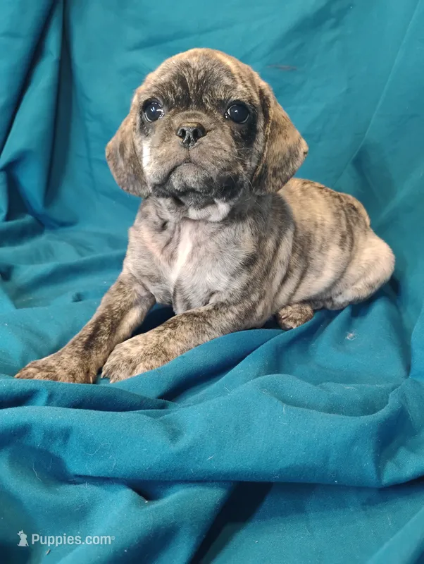 Eleanor – Puggle puppy for sale in Medford, WI