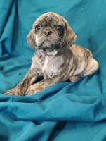 Eleanor, a female Puggle for sale in Medford, WI – 1 of 10