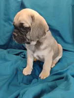 Isabella, a female Puggle for sale in Medford, WI – 3 of 10