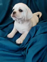 Lady, a female Puggle for sale in Medford, WI – 4 of 10