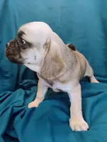 Isabella, a female Puggle for sale in Medford, WI – 9 of 10