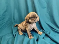 Eleanor, a female Puggle for sale in Medford, WI – 3 of 10